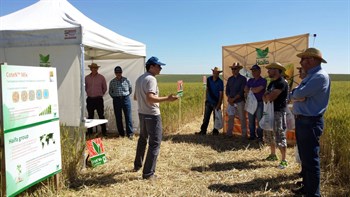 Jornadas de campo para divulgar el buen comportamiento del CoteN™ Mix en el cultivo del cereal.