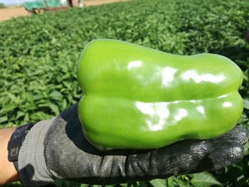 Óptimos resultados en la fertilización del pimiento al aire libre