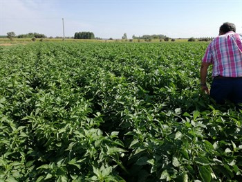 Óptimos resultados en la fertilización del pimiento al aire libre