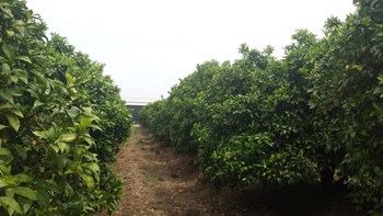 Éxito con el uso del fertilizante CoteN™ Mix, como abonado de fondo en el cultivo de los cítricos, en la zona de Cantillana (Sevilla, España).