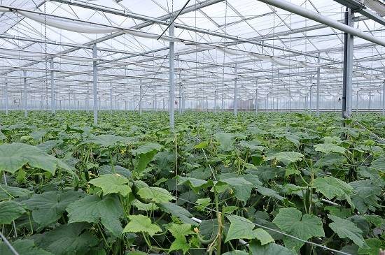 Greenhouse technology suppliers conquer the world