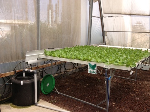 Nutrient film technique: a new system in Haifa's R&D Center greenhouse