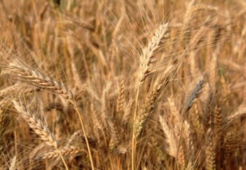 Potassium nitrate for wheat: the foliar application effect