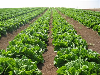 Agronomic Q&A: What type of fertilization method works best for lettuce?