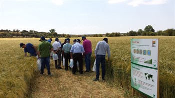 Haifa Iberia participa en las jornadas demostrativas sobre fertilización, semillas y fitosanitarios para el cultivo del cereal en Salamanca