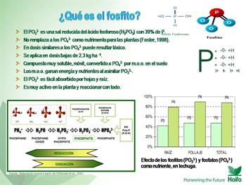 EFECTO NUTRIMENTAL Y FUNGICIDA DEL HAIFA_PROTEK (KH2PO3) EN AGUACATE