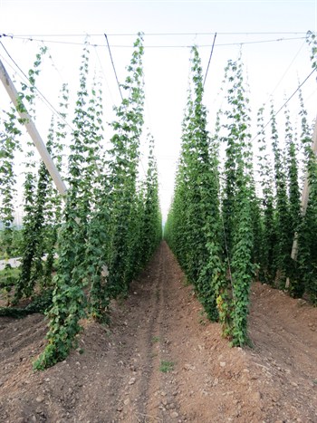 The plant that makes beer taste real