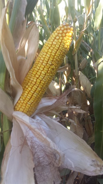 Visita de campo a la zona de Badajoz para observar el estado del cultivo del maíz, fertilizado con CoteN™ Mix en pre-siembra y sin abonado de cobertera.