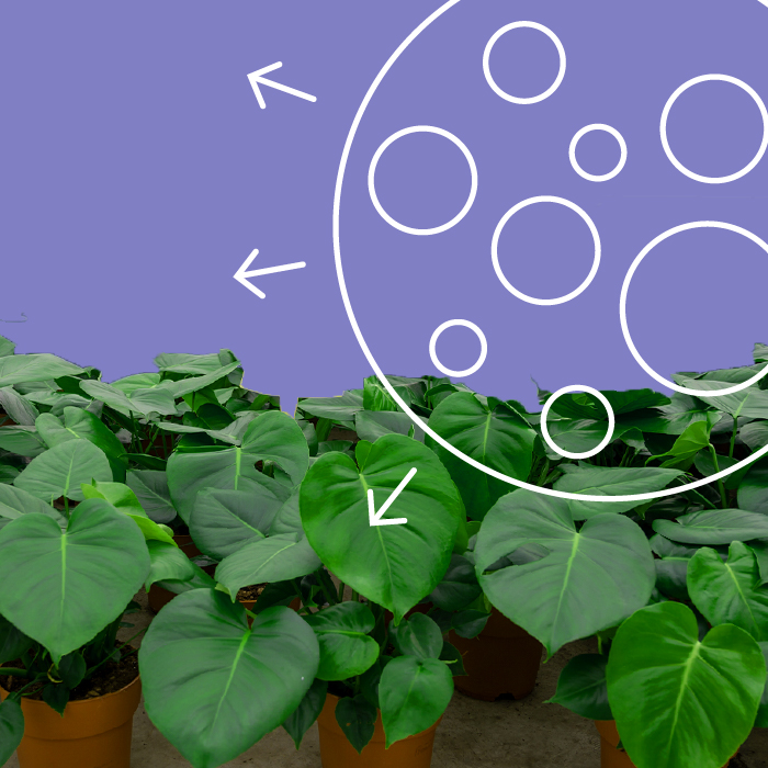 Controlled Release Fertilizers (CRF)