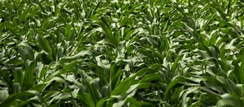 Agriculture news & innovations: What to expect for in 2013