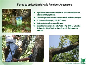 EFECTO NUTRIMENTAL Y FUNGICIDA DEL HAIFA_PROTEK (KH2PO3) EN AGUACATE