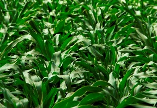 Zinc deficiency in plants and the zinc fertilizer solution