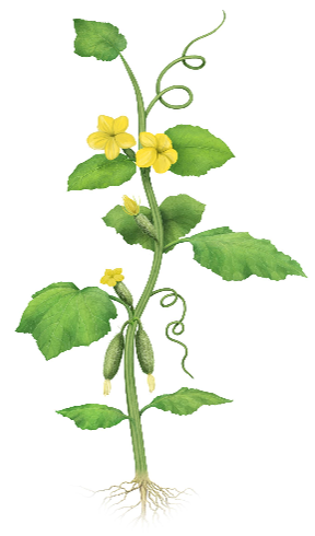 Cucumber growth stages - Early flowering and fruit set