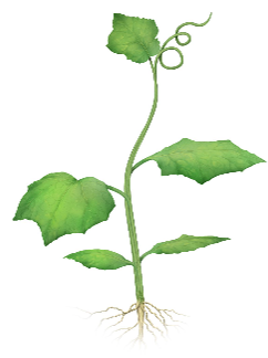 Cucumber growth stages - Establishment