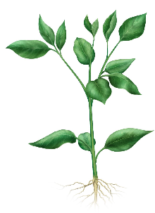 Capsicum plant growth stages - establishment stage