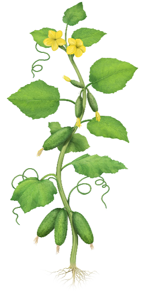 Cucumber growth stages - Flowering and fruit set