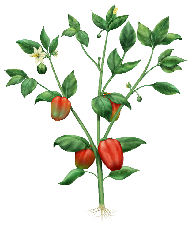 Capsicum plant growth stages - fruit set to harvest