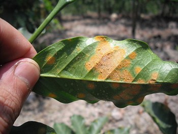 Coffee rust and the importance of foliar nutrition
