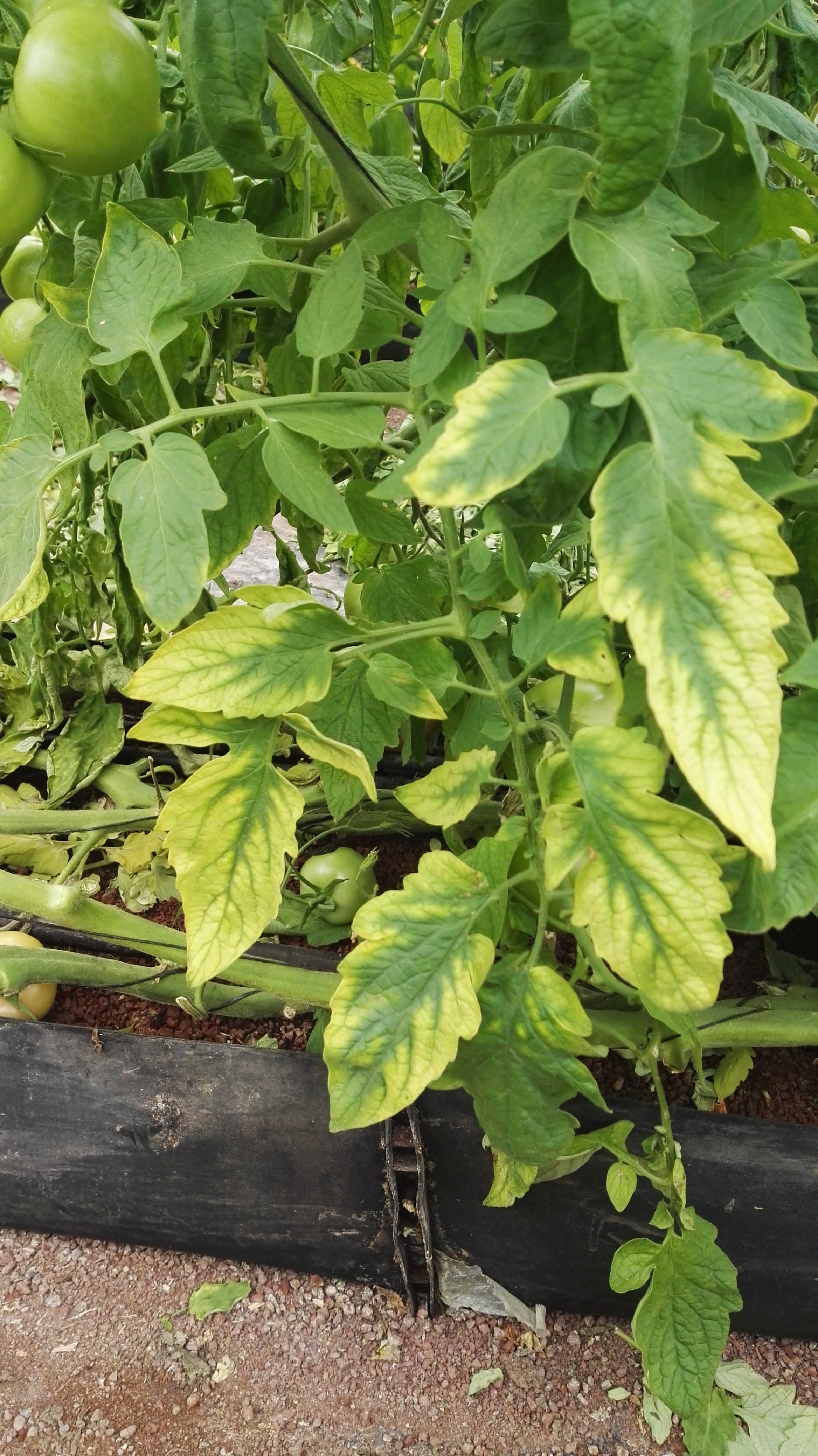 Magnesium Deficiency in Tomato