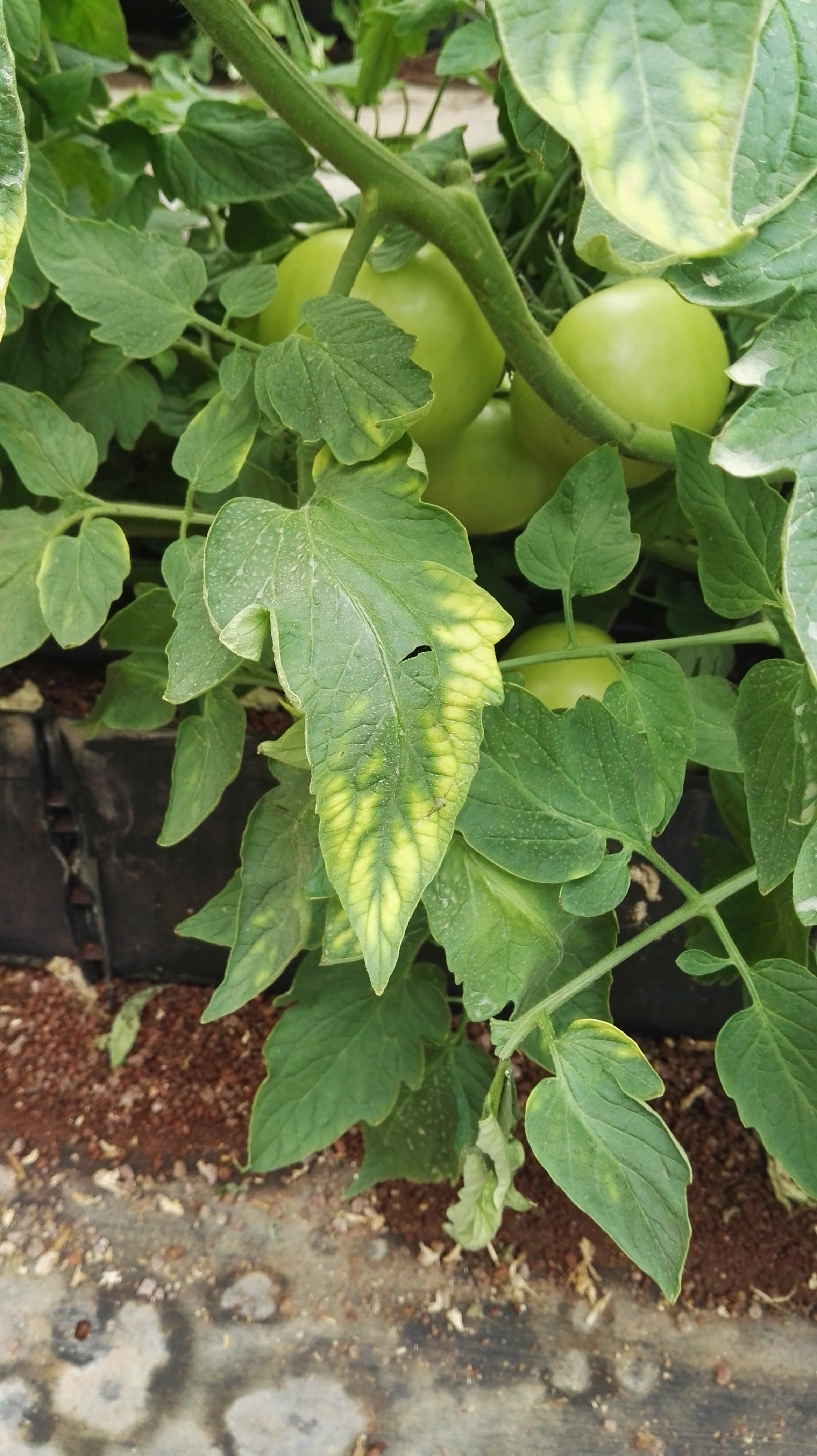 Tomato Magnesium Deficiency