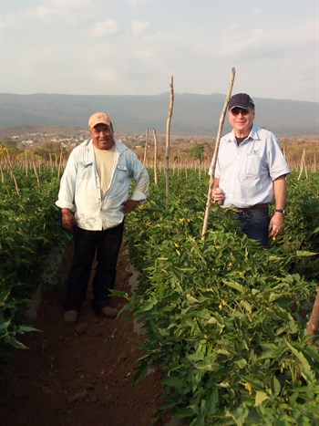 Productores de tomate en el Estado de Morelos aplican Multcote Agri de base