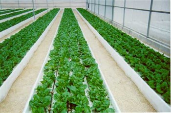 Agronomic Q&A: What type of fertilization method works best for lettuce?