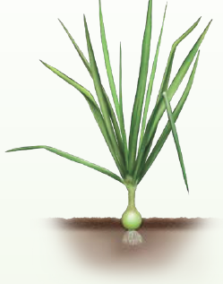 Onion growth stages​ - Onion Growth