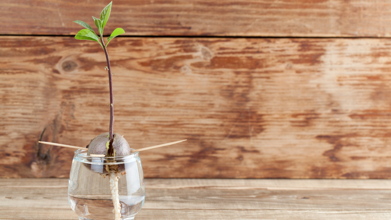 avocado seed to sprout with long stem