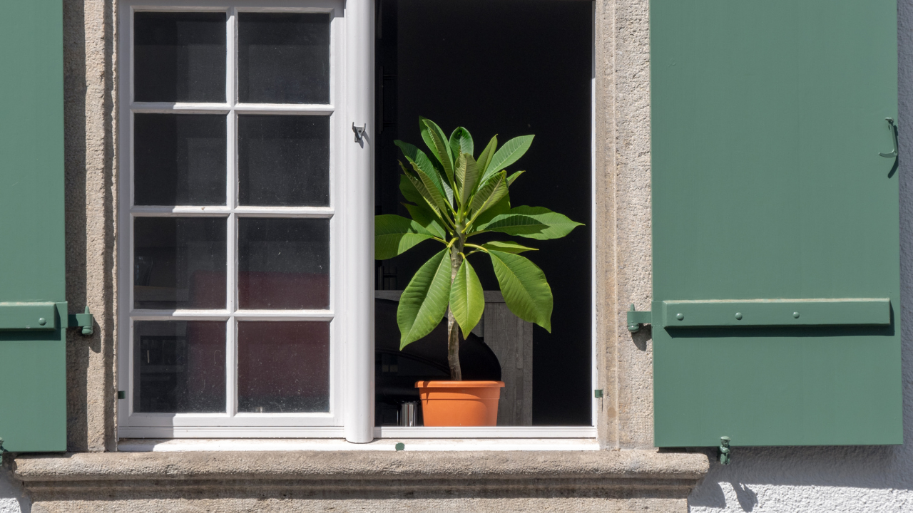 Avocado pot in a sunny windowsill