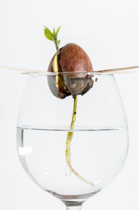 inserted toothpicks in avocado in glass of water