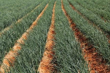 fertilizantes agricolas