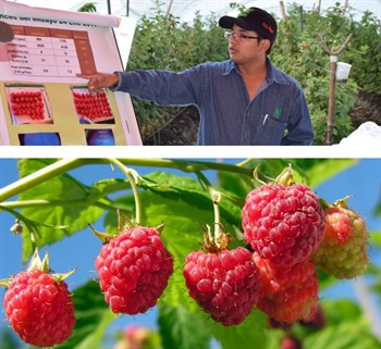 Visiting raspberry growers