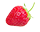 Strawberry with Haifa fertilizer