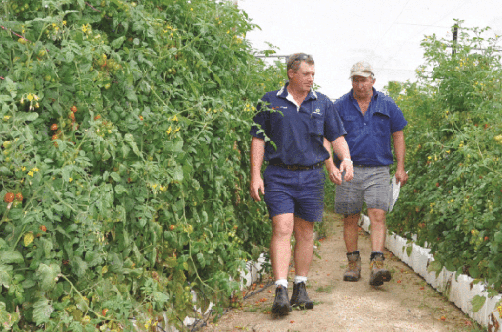 Corey and David look over some of David’s cherry tomato production