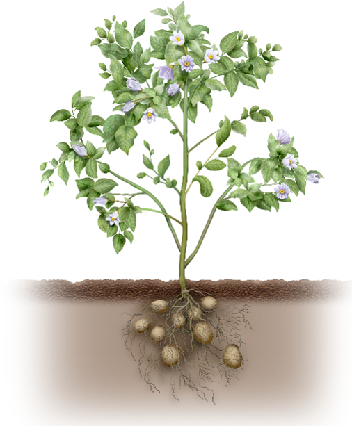 Potato growth stages - tuber growth