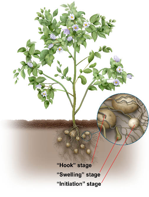 Potato growth stages - tuber initiation