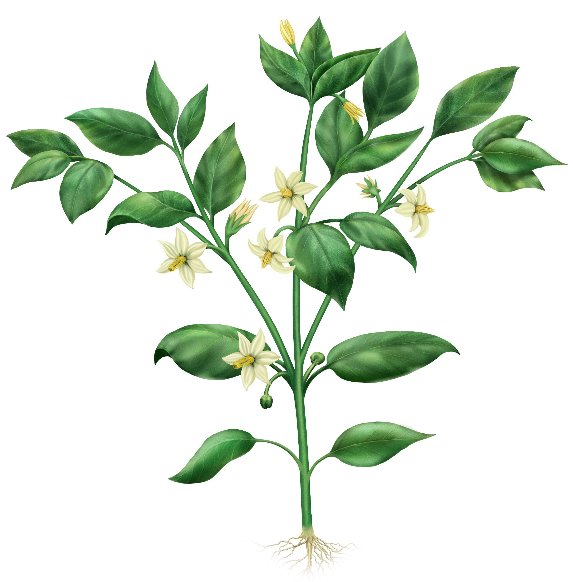 Capsicum plant growth stages - vegetative