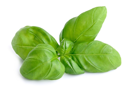 Basil fertilizer