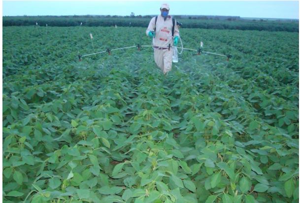 Figura 2. Aplicação de Haifa Bonus NPK® por ocasião do estádio fenológico Vn (CPTO/Fundação Bahia, 2015).