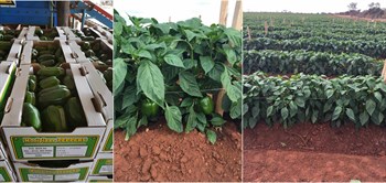 Peppers fertilized with Multicote™  Agri