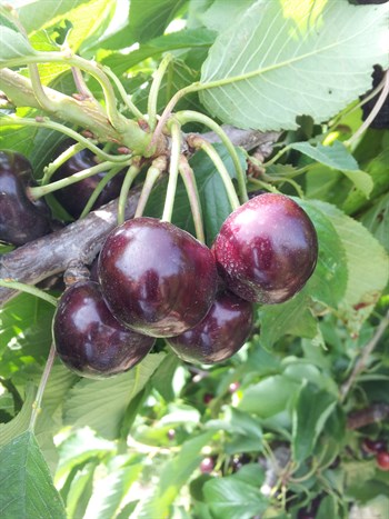 The ideal fertilizer for cherry cultivation