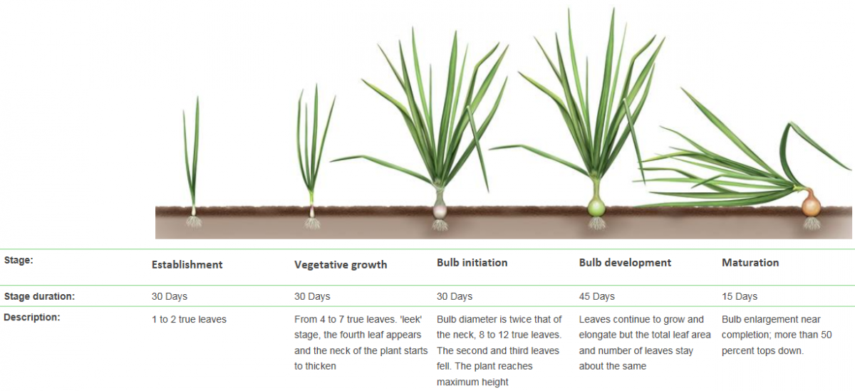 Wheat Growth Stages Chart