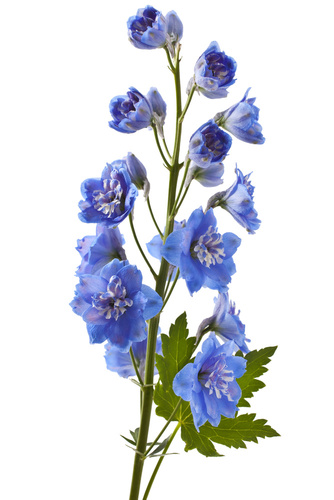 delphinium