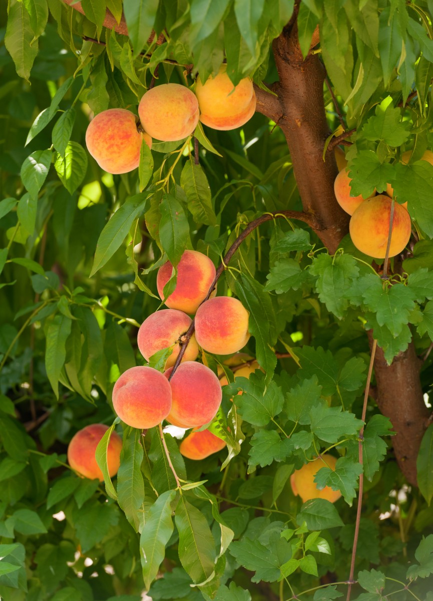 Peach Tree