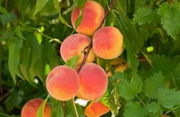 Peach Branch - کود مناسب نهال هلو خونی چیست ؟