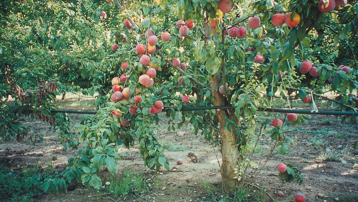 桃の木は何ヶ月で果物のチャートを作成しますか