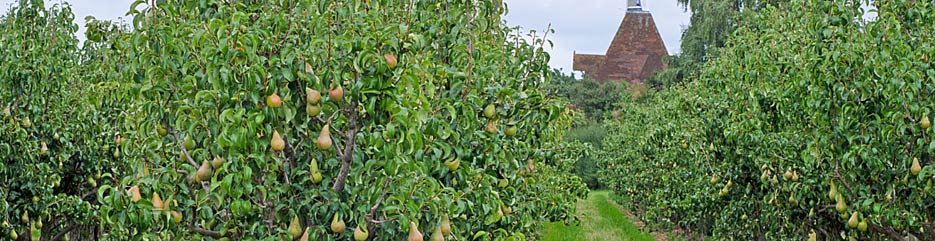 pear tree fertilizer - Haifa Group