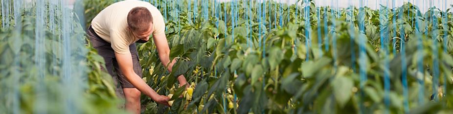 Pepper Fertilizers & Crop Nutrition - Haifa Group