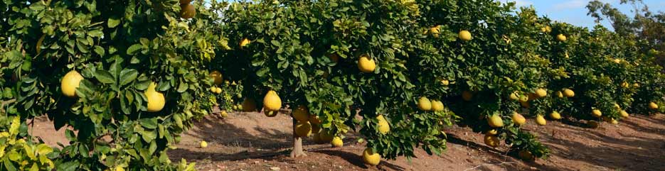 pomelo tree fertilizer - Haifa group