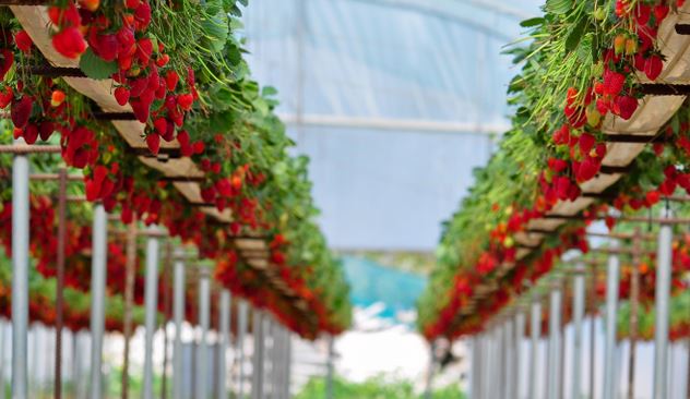Soilless strawberry greenhouse